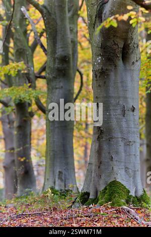 Große Buchen hintereinander an einem nebeligen Herbsttag. Stockfoto