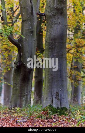 Buchen im Herbst an einem nebeligen Tag Stockfoto