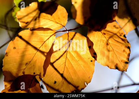 Nahaufnahme von Buchenblättern an einem sonnigen Tag. Stockfoto