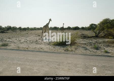 Eine wunderschöne gefleckte Giraffe, die bei Sonnenaufgang durch die Büsche der Savanne im namibischen Etosha-Nationalpark spazieren. Stockfoto