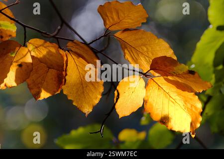 Buchenblätter im Herbst mit Sonnenfilterung durch das Baldachin. Stockfoto
