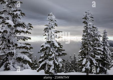 WA28156-00...WASHINGTON - Schnee auf Bäumen bei High Hut, Teil des Mount Tahoma Trails Complex mit wolkenbedecktem Mount Rainier in der Ferne. Stockfoto