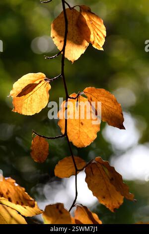 Herabhängende Herbstbuchenblätter mit Sonnenfilterung durch das Baldachin. Stockfoto