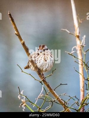 Ein kleiner Vogel sitzt auf einem dünnen Ast, umgeben von dünnen Zweigen. Der Hintergrund ist leicht verschwommen und hebt das detaillierte Gefieder des Vogels hervor. Stockfoto