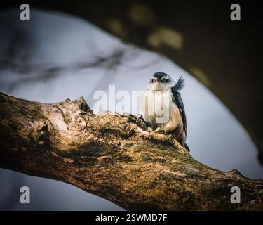Ein kleiner Vogel sitzt auf einem knorrigen Baumzweig, dessen Federn vor einem verschwommenen Hintergrund leicht aufgerollt sind. Sanfte Beleuchtung schafft eine ruhige Atmosphäre Stockfoto