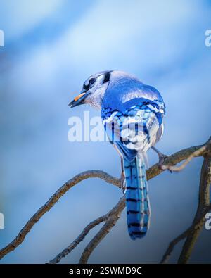 Ein blauer jay thront anmutig auf einem Ast und zeigt sein lebendiges Gefieder vor einem weichen, verschwommenen Hintergrund. Der Vogel scheint wachsam und aufmerksam zu sein, füge hinzu Stockfoto