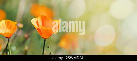 Banner mit leuchtend orangefarbenen Mohnblumen und Platz für Text Stockfoto
