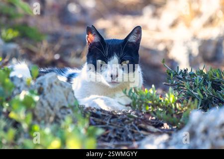 Eine schwarz-weiße Katze ruht zwischen Felsen und Grün und blickt den Betrachter aufmerksam an. Stockfoto