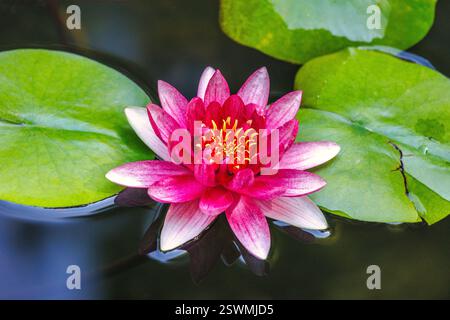 Der historische botanische Garten La Concepcion in Malaga in Andalusien, Spanien, Europa. Rosafarbene Seerose in Blüte, ruhig und schön. Schwimmende Gen Stockfoto