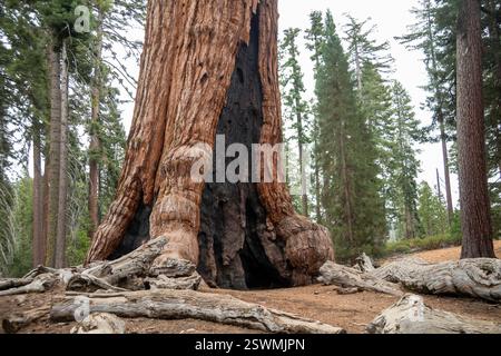 Yosemite National Park, Kalifornien - der „Grizzly Giant“ im Mariposa Grove of Giant Sequoias (Sequoiadendron giganteum). Stockfoto