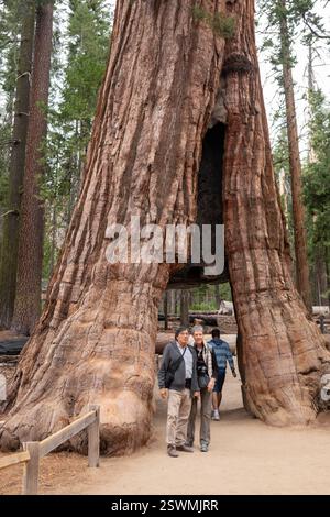 Yosemite National Park, Kalifornien - Mariposa Grove of Giant Mammoias (Sequoiadendron giganteum). Der California Tunnel Tree ist der einzige still liv Stockfoto