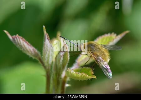 Wollbienenfliege (Systoechus sp.) Auf Küstenvegetation ruhen, Korfu, Griechenland, Mai. Stockfoto