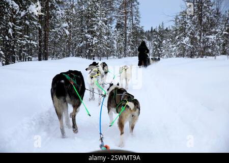 Alaska Huskies ziehen mit Touristen einen Schlitten, Finnland Stockfoto