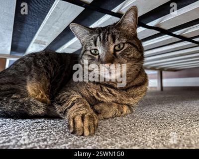 Graue Tabbykatze, die unter einem Bett liegt, graue gestreifte Katze, die ein Nickerchen unter dem Bett macht Stockfoto