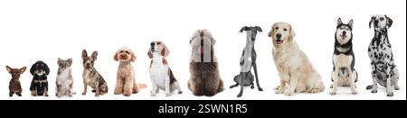 Niedliche Hunde in verschiedenen Größen in Reihe auf weißem Hintergrund, vom kleinsten bis zum größten Stockfoto