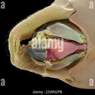 Ameisenmundenteile. Farbige Rasterelektronenmikroskopie (REM) der Mundteile einer roten Ameise (Familie der Formicidae) aus Australien, die Mundteile sind sehr wichtige Werkzeuge für fast alle Aufgaben, die Ameisen ausführen. Insbesondere der Labiomaxillarkomplex ist für die Nahrungsaufnahme von wesentlicher Bedeutung. Abgebildet ist ein zentraler Glossa des Labiums sowie seitliche Labialhandschuhe. Vergrößerung: x120, wenn 10 Zentimeter breit gedruckt. Stockfoto