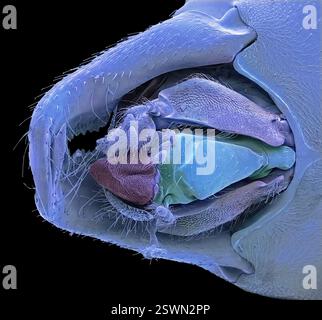 Ameisenmundenteile. Farbige Rasterelektronenmikroskopie (REM) der Mundteile einer roten Ameise (Familie der Formicidae) aus Australien, die Mundteile sind sehr wichtige Werkzeuge für fast alle Aufgaben, die Ameisen ausführen. Insbesondere der Labiomaxillarkomplex ist für die Nahrungsaufnahme von wesentlicher Bedeutung. Abgebildet ist ein zentraler Glossa des Labiums sowie seitliche Labialhandschuhe. Vergrößerung: x120, wenn 10 Zentimeter breit gedruckt. Stockfoto