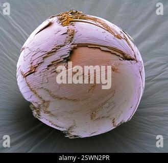Augenlinse. Farbige Rasterelektronenmikroskopie (REM) einer ganzen Augenlinse, die die flachen Linsenzellen zeigt, die in konzentrischen Ringen angeordnet sind. Die Linse ist eine transparente, bikonvexe Struktur im Auge, die zusammen mit der Hornhaut dazu beiträgt, Licht zu brechen, um auf die Netzhaut zu fokussieren. Die Linse verändert durch die Formänderung den Brennabstand des Auges, so dass es Objekte in verschiedenen Abständen fokussieren kann, wodurch ein scharfes reales Bild des zu untersuchenden Objekts auf der Netzhaut entsteht. Diese Einstellung der Linse wird als Akkommodation bezeichnet. Vergrößerung: X 100 bei 10 Zentimetern Breite. Stockfoto
