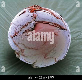 Augenlinse. Farbige Rasterelektronenmikroskopie (REM) einer ganzen Augenlinse, die die flachen Linsenzellen zeigt, die in konzentrischen Ringen angeordnet sind. Die Linse ist eine transparente, bikonvexe Struktur im Auge, die zusammen mit der Hornhaut dazu beiträgt, Licht zu brechen, um auf die Netzhaut zu fokussieren. Die Linse verändert durch die Formänderung den Brennabstand des Auges, so dass es Objekte in verschiedenen Abständen fokussieren kann, wodurch ein scharfes reales Bild des zu untersuchenden Objekts auf der Netzhaut entsteht. Diese Einstellung der Linse wird als Akkommodation bezeichnet. Vergrößerung: X 100 bei 10 Zentimetern Breite. Stockfoto