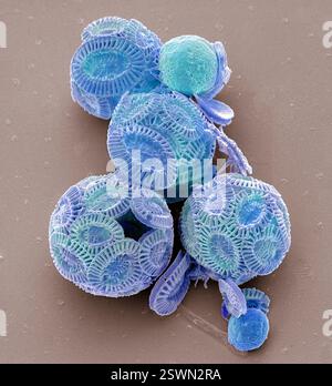 Coccolithophores. Rasterelektronenmikrographie (REM) von Coccolithophores (vorwiegend Emiliana huxleyi). Coccolithophore-Algenorganismen sind kalkhaltiges Phytoplankton und sind von einem Skelett (Kokkosphäre) aus Kalziumcarbonatplatten umgeben. Wenn der Organismus stirbt, trennen sich diese Platten und sinken auf den Meeresboden. Einzelne Platten wurden in großer Zahl gefunden und können den Hauptbestandteil eines bestimmten Gesteins bilden, wie die Kreide von England. Vergrößerung: x300, wenn 10 Zentimeter breit gedruckt werden Stockfoto