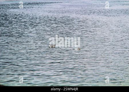 Zwei Enten gleiten über die beschauliche Oberfläche eines Flusses in Pittsburgh. Stockfoto