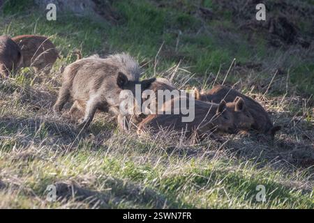 Wildschweine (Sus scrofa) oder Wildschweine im Henry Coe State Park in Kalifornien. Ein Erwachsener jagt Ferkel. Stockfoto