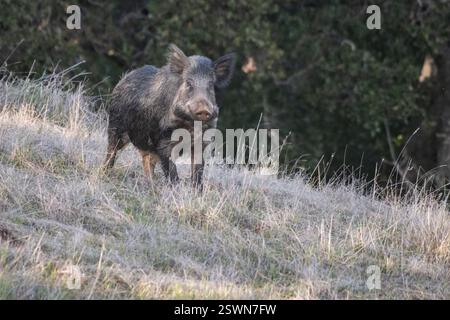 Wildschweine (Sus scrofa) oder Wildschwein im Henry Coe State Park in Kalifornien. Stockfoto
