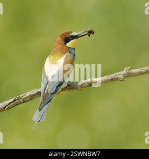 Bienenfresser (Merops apiaster) mit Hummel als Beute, sitzend auf Ast, dorsaler Blick, Burgenland, Österreich, Europa Stockfoto