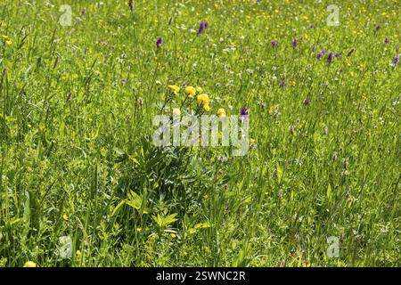 Trollblume (Trollius europaeus) und viele andere blühende Pflanzen blühen auf der Klengelwiese am Geisingberg, Bergwiesen im Osterzgebirge Stockfoto