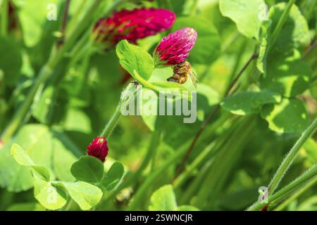 Honigbiene (APIs mellifera) an einer Blume des inkarnierten Klees (Trifolium incarnatum), Sachsen, Deutschland, Europa Stockfoto