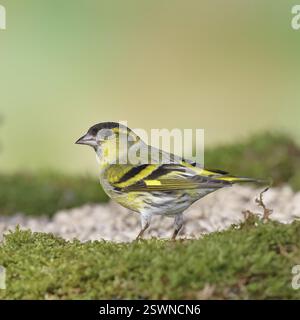 Siskin (Carduelis spinus), männlich sitzend auf Moos, Moosgrund, Wilnsdorf, Nordrhein-Westfalen, Deutschland, Europa Stockfoto