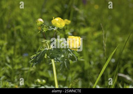Trollblume (Trollius europaeus) mit Blüten, Klengelwiese auf dem Geisingberg, Bergwiesen im Osterzgebirge, Altenberg, Sachsen, Keime Stockfoto