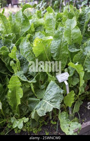 Meerrettich (Armoracia rusticana) im Wachstum, Schlosspark von Schloss Cadolzburg, Bayern, Deutschland, Europa Stockfoto