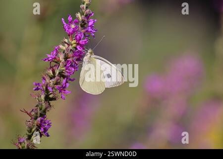 Ein Kohl-Schmetterling (Pieris brassicae) saugt Nektar an der Blüte des violetten Loosestrife (Lythrum salicaria) in einer natürlichen Umgebung in der Wil Stockfoto
