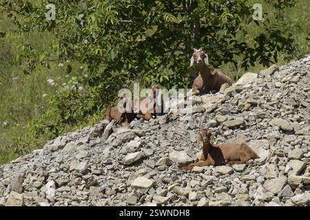 Ziegen in einer Steinbar, Kulturlandschaft, Ökopunkt, Jagsttal, Jagst, Landschaftsschutz, Mulfingen, Hohenlohe, Deutschland, Europa Stockfoto