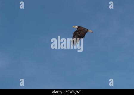 Weißkopfseeagle, Wallowa Valley, Oregon. Stockfoto