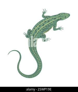 Grüne Eidechse auf weißem Hintergrund Stock Vektor