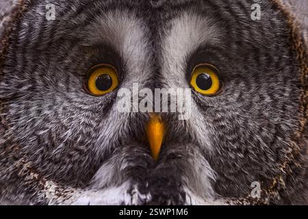 Nahaufnahme-Detailporträt der gelben Augeneule. Große graue Eule im Wald, einzelner Vogel mit Orangenschnabel. Finalnd Widlife. Stockfoto
