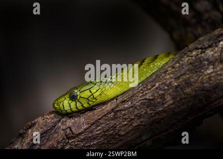 West African Green Mamba, Dendroaspis viridis, Nahaufnahme Porträt einer Giftschlange im Naturwald, Senegal in Afrika. Grünes Gift Stockfoto