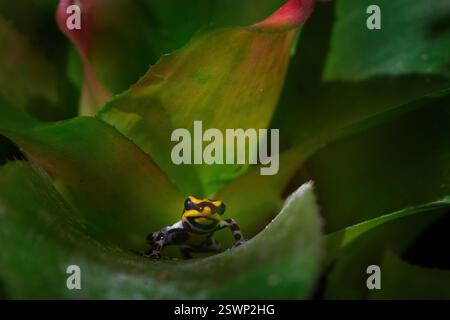 Ranitomeya sirensis, Sira Giftpfeilfrosch, Regenwald in Peru. Kleine Amphibien im grünen Blattbromelia. Tropische Neatur. Tierwelt Peru. Ranitomeya Stockfoto
