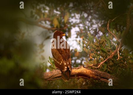 Adler auf dem Baum. Finden Sie Vogel Wahlbergs Adler, Hieraaetus wahlbergi, braunen und schwarzen Raubvogel im natürlichen Lebensraum, der auf dem Zweig Kruger sitzt Stockfoto