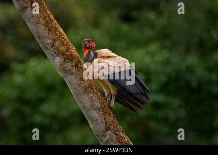 Schütteln Sie den Staub der Federgefieder. Königsgeier, Sarcoramphus Papa, großer Vogel aus Kolumbien. Tierwelt aus tropischer Natur. Condor mit rot und oder Stockfoto