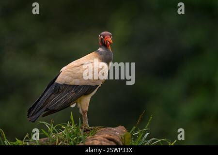Schütteln Sie den Staub der Federgefieder. Königsgeier, Sarcoramphus Papa, großer Vogel aus Kolumbien. Tierwelt aus tropischer Natur. Condor mit rot und oder Stockfoto