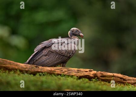 Schütteln Sie den Staub der Federgefieder. Königsgeier, Sarcoramphus Papa, großer Vogel aus Kolumbien. Tierwelt aus tropischer Natur. Condor mit rot und oder Stockfoto