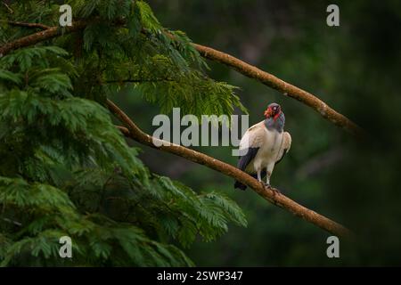 Schütteln Sie den Staub der Federgefieder. Königsgeier, Sarcoramphus Papa, großer Vogel aus Kolumbien. Tierwelt aus tropischer Natur. Condor mit rot und oder Stockfoto