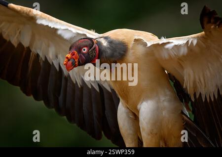 Schütteln Sie den Staub der Federgefieder. Königsgeier, Sarcoramphus Papa, großer Vogel aus Kolumbien. Tierwelt aus tropischer Natur. Condor mit rot und oder Stockfoto