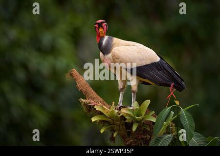 Schütteln Sie den Staub der Federgefieder. Königsgeier, Sarcoramphus Papa, großer Vogel aus Kolumbien. Tierwelt aus tropischer Natur. Condor mit rot und oder Stockfoto