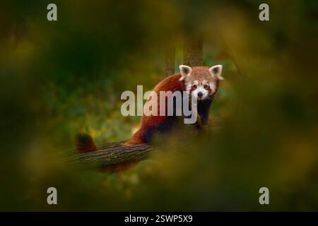 Roter Panda, Herbst in Nepal. Schöner roter Panda, der auf dem Baum liegt, mit grünen Blättern. Ailurus fulgens, Porträt eines Tieres aus China. Wildl Stockfoto