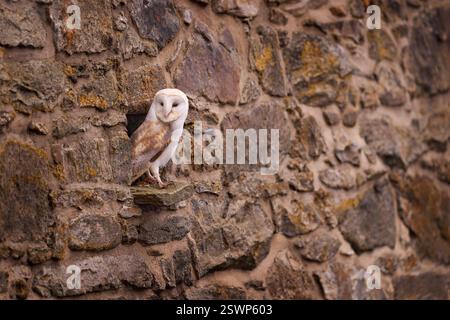 Scheuneneule, schwarz-weiße Lichtform im Lebensraum der Steinmauer. Eulenkugel sitzt auf dem Stein im Dorf. Wildtiere aus der Natur, seltene dunkle Form von bir Stockfoto