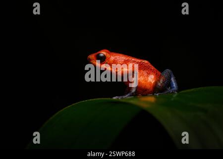 Seltene Amphibien im Tropen. Dschungel der Wildtiere. Rot-blauer Frosch im Wald. Roter Erdbeer-Giftpfeilfrosch, Dendrobates pumilio, im Naturraum Costa Stockfoto